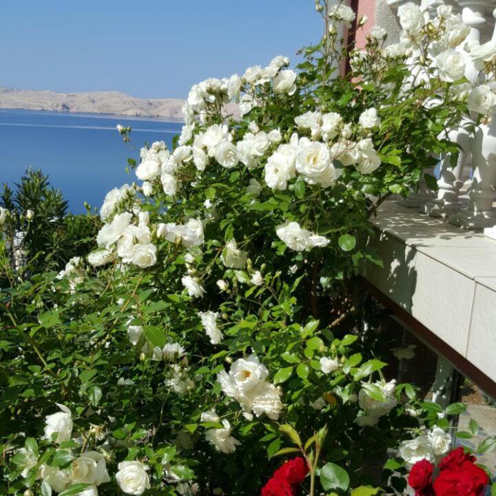 Villa Lilly سيساريكا المظهر الخارجي الصورة